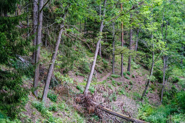 Vieux troncs d'arbres secs cassés et piétinements dans la forêt — Photo