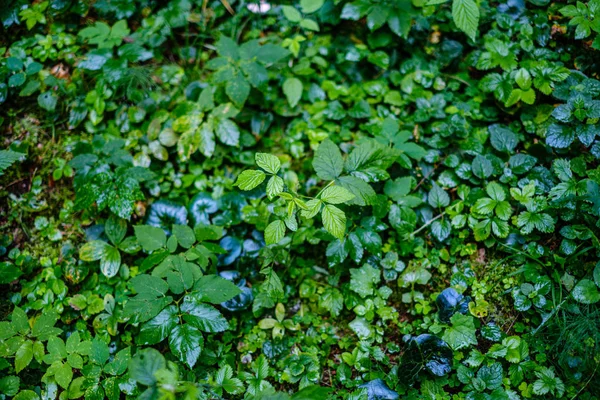 Grönt färskt bladverk. träd löv på sommardagen i solljus. Abstr — Stockfoto