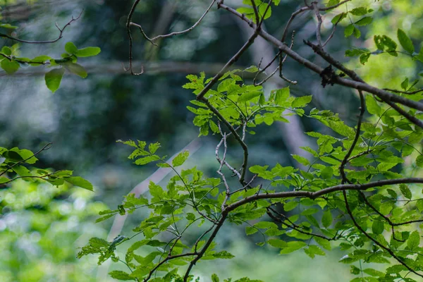 Folhagem verde fresca. folha de árvore no dia de verão na luz solar. abstra — Fotografia de Stock