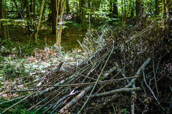 Alte, kaputte Baumstämme und Stampfer im Wald — Stockfoto