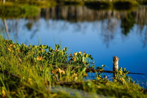 Forest lake with blue water in summer day and reflections of old — Stock Photo, Image