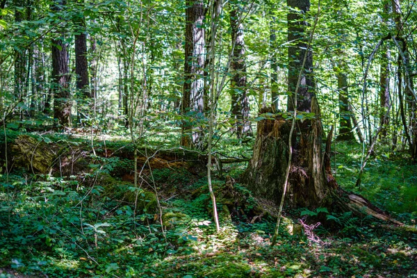 Oude droge gebroken boomstammen en stompen in het bos — Stockfoto