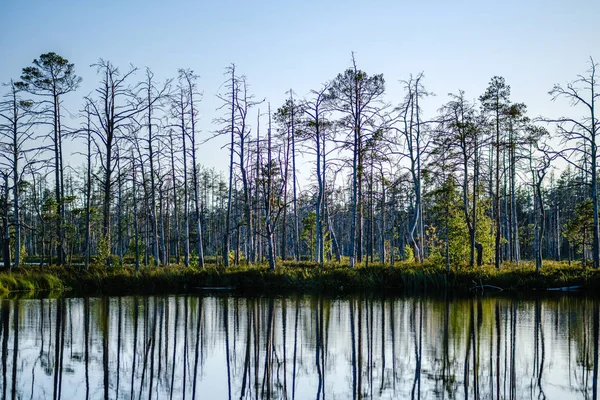 Lac forestier avec de l'eau bleue dans la journée d'été et des reflets de vieux — Photo