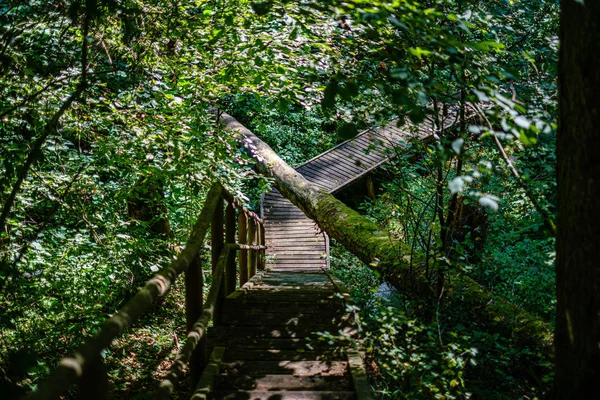 Деревянные лестницы в летнем зеленом лесу — стоковое фото