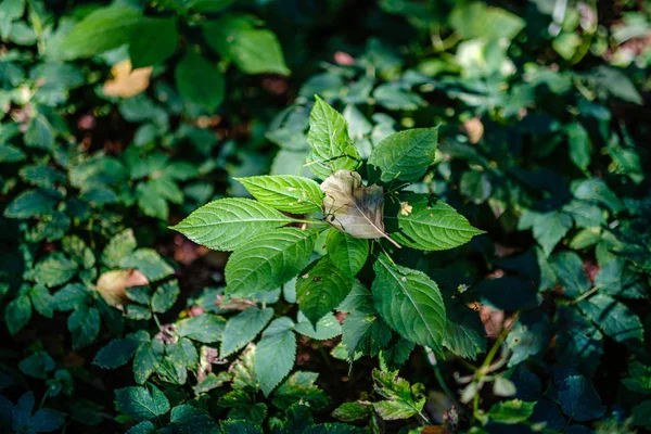 Folhagem verde fresca. folha de árvore no dia de verão na luz solar. abstra — Fotografia de Stock