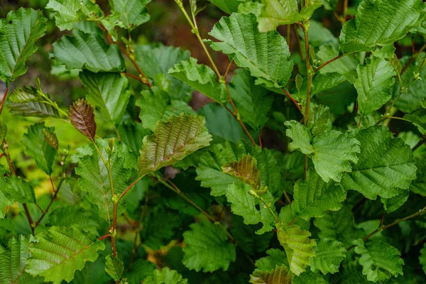 Folhagem verde fresca. folha de árvore no dia de verão na luz solar. abstra — Fotografia de Stock