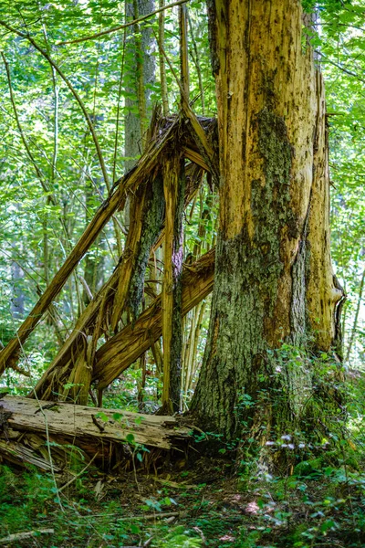 Gamla torra brutna trädstammar och stampar i skogen — Stockfoto