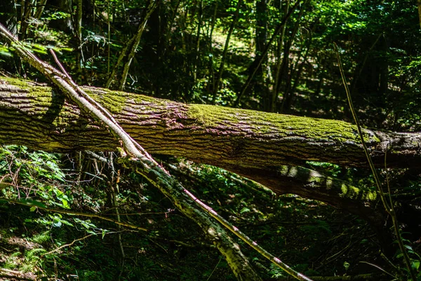 旧干折断的树干和森林中的树干 — 图库照片