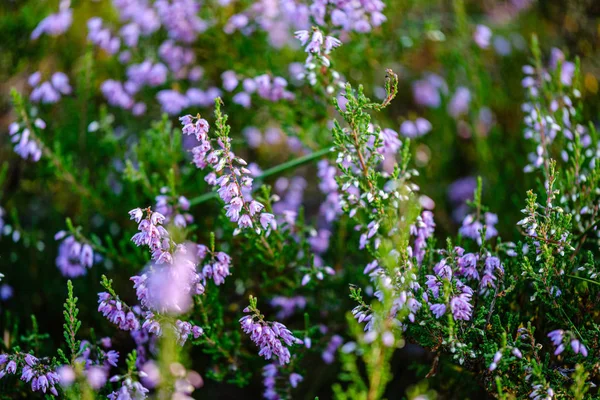 Bruyère fleurie dans la forêt d'été sur fond de flou vert — Photo