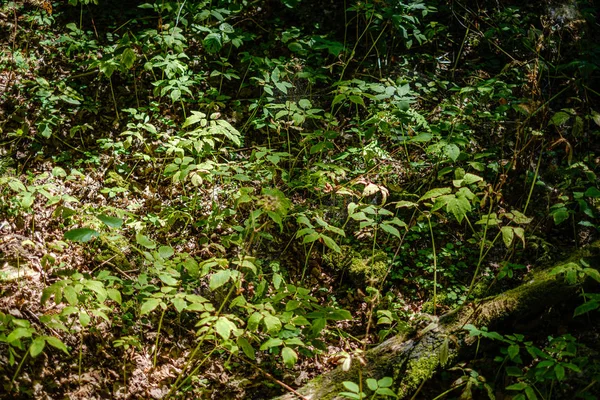 Fogliame fresco verde. foglia di albero in giorno d'estate alla luce del sole. abstra — Foto Stock