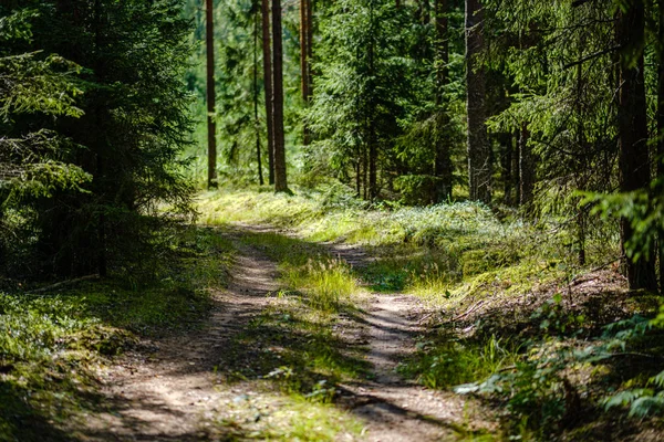 Route ondulée de gravier dans la forêt verte d'été — Photo