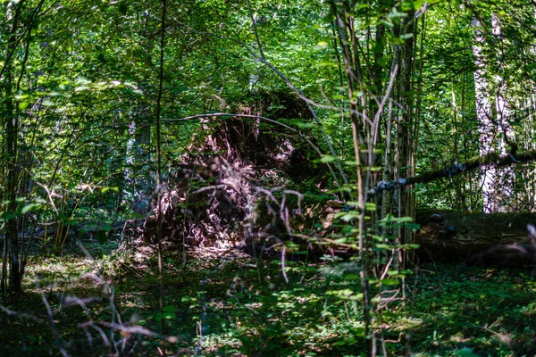 Vieux troncs d'arbres secs cassés et piétinements dans la forêt — Photo