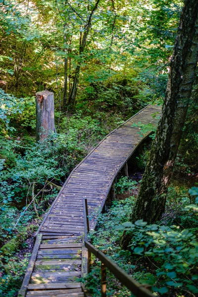 Escaleras de madera en el bosque verde de verano — Foto de Stock