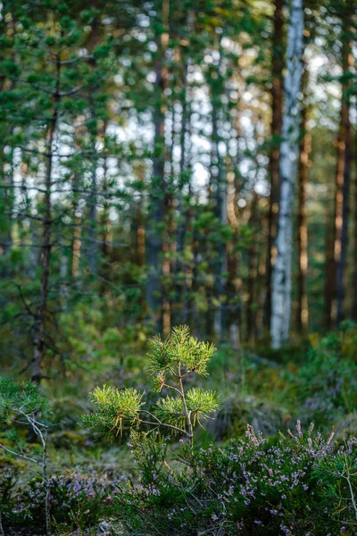 yeşil taze yeşillik. yaz aylarında güneş ışığında ağaç yaprağı. abstra