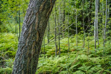 Yeşil ormandaki bulanık arka planı olan büyük, izole ağaç gövdeleri. dekoratif doğa resmi