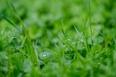 Yeşil çimenler, çiy damlaları ve bulanık arkaplan. Sığ alan derinliğine sahip soyut