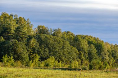 Yazın güneşli bir günde kırsal alan ve orman manzarası