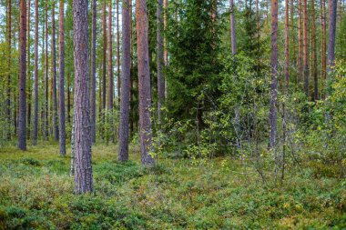 Yeşil ormandaki bulanık arka planı olan büyük, izole ağaç gövdeleri. dekoratif doğa resmi