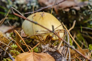 Yağmurdan sonraki yaz yeşil ormandaki mantarlar