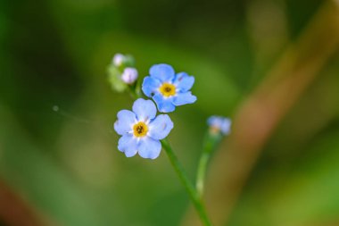 Renkli sonbahar çiçekleri bahçede izole bir şekilde çiçek açıyor.