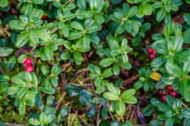 Kırmızıüzümler yeşil orman yatağında yaz sonlarında