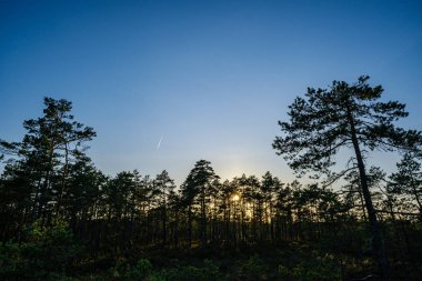 Güneşli yaz ormanlarında çam ağacı Growe. Arka planda bulanıklık ve dallarda taze çam ağaçları.