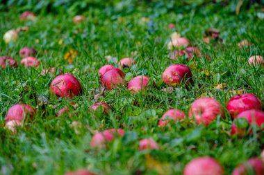 Bahçedeki ıslak yeşil çimlerde kırmızı elmalar, arka plan bulanık sonbahar renkleri