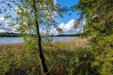 Nehrin kırsal kesimlerinde, eski yapraklarla dolu renkli bir sonbahar akşamı sahnesi. suuny gün manzarası