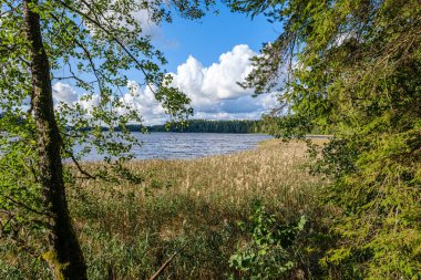 Nehrin kırsal kesimlerinde, eski yapraklarla dolu renkli bir sonbahar akşamı sahnesi. suuny gün manzarası