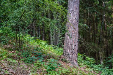 Yeşil ormandaki bulanık arka planı olan büyük, izole ağaç gövdeleri. dekoratif doğa resmi