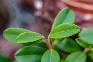 Kırmızıüzümler yeşil orman yatağında yaz sonlarında