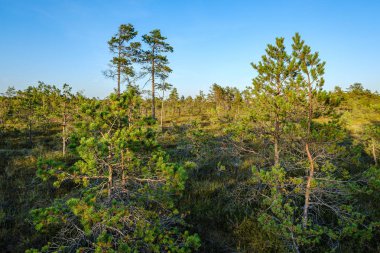 Güneşli yaz ormanlarında çam ağacı Growe. Arka planda bulanıklık ve dallarda taze çam ağaçları.