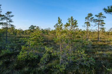 Güneşli yaz ormanlarında çam ağacı Growe. Arka planda bulanıklık ve dallarda taze çam ağaçları.