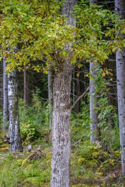 Sarı renkli sonbahar yapraklı yeşil huş ağaçları güneşli sonbahar günlerinde arka planda bulanık