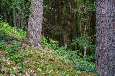 Yeşil ormandaki bulanık arka planı olan büyük, izole ağaç gövdeleri. dekoratif doğa resmi
