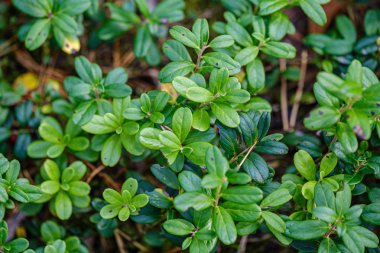 Kırmızıüzümler yeşil orman yatağında yaz sonlarında