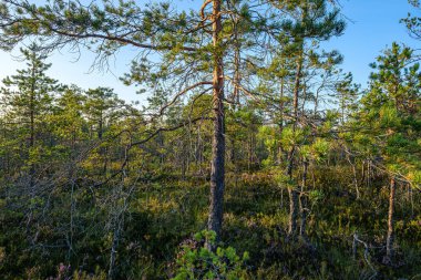 Yeşil ormandaki bulanık arka planı olan büyük, izole ağaç gövdeleri. dekoratif doğa resmi