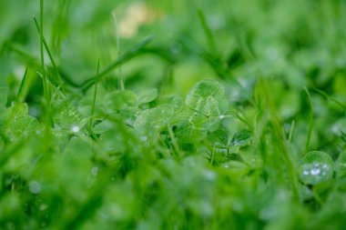 Yeşil çimenler, çiy damlaları ve bulanık arkaplan. Sığ alan derinliğine sahip soyut