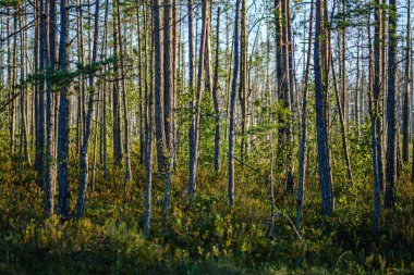 Güneşli yaz ormanlarında çam ağacı Growe. Arka planda bulanıklık ve dallarda taze çam ağaçları.