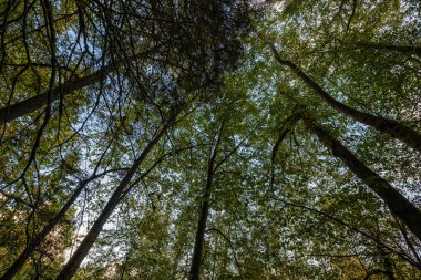 Yeşil ormandaki bulanık arka planı olan büyük, izole ağaç gövdeleri. dekoratif doğa resmi