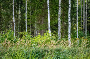 Sarı renkli sonbahar yapraklı yeşil huş ağaçları güneşli sonbahar günlerinde arka planda bulanık