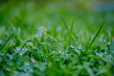 Yeşil çimenler, çiy damlaları ve bulanık arkaplan. Sığ alan derinliğine sahip soyut
