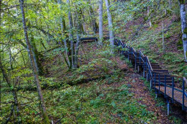 Yeşil ormandaki ıslak ahşap patika. Geleceğin doğa koruma alanına öncülük ediyor.