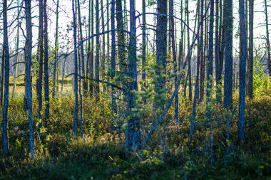 Güneşli yaz ormanlarında çam ağacı Growe. Arka planda bulanıklık ve dallarda taze çam ağaçları.