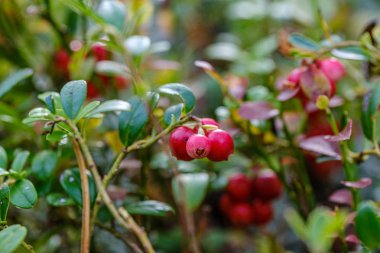 Kırmızıüzümler yeşil orman yatağında yaz sonlarında