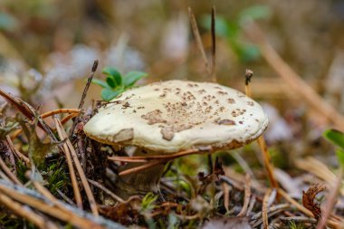 Yağmurdan sonraki yaz yeşil ormandaki mantarlar