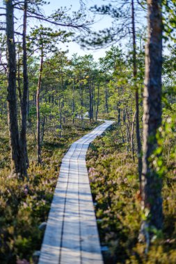 Yeşil ormandaki ıslak ahşap patika. Geleceğin doğa koruma alanına öncülük ediyor.