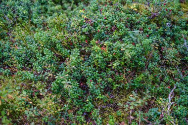 Kırmızıüzümler yeşil orman yatağında yaz sonlarında