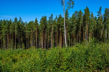 Yazın güneşli bir günde kırsal alan ve orman manzarası