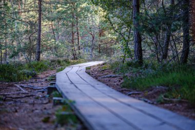 Yeşil ormandaki ıslak ahşap patika. Geleceğin doğa koruma alanına öncülük ediyor.